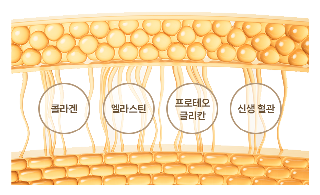 피부 기질 구조